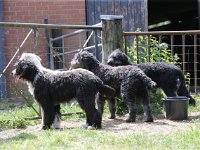 Puppys van Bliss040622-0134